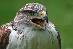 Buteo Regalis