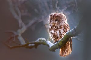 owl-1834152_1920