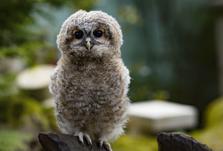 owl-2307405_1920
