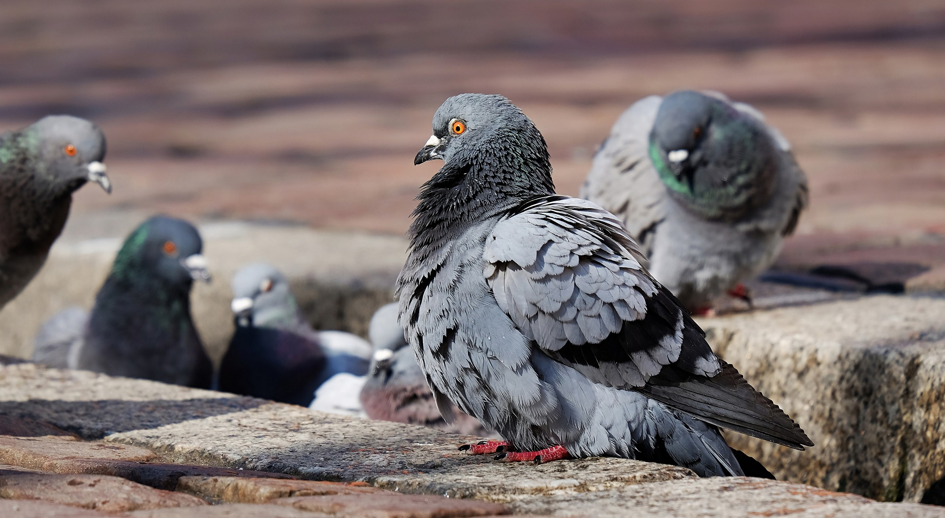 Vergrämen – Eulenerlebnis Kraus